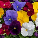 Pansy Seeds Pansy Spring Grandio Clear Mix 50 Seeds Spring Pansy
