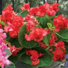 Begonia Seeds Fiona Red 15 Pelleted Seeds