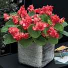 Begonia Seeds Fiona Rose 15 Pelleted Seeds