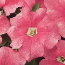 Petunia Seeds Petunia Dreams Salmon 250 Pelleted Seeds