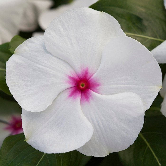 Vinca Seeds Vinca Blockbuster Peppermint 100 Seeds Variety Catharanthus Roseus