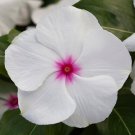 Vinca Seeds Vinca Blockbuster Peppermint 100 Seeds Variety Catharanthus Roseus