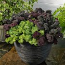Flowering Kale Seeds Flowering Kale Yokohama Mix 50 Seeds Flowering Cabbage Seeds