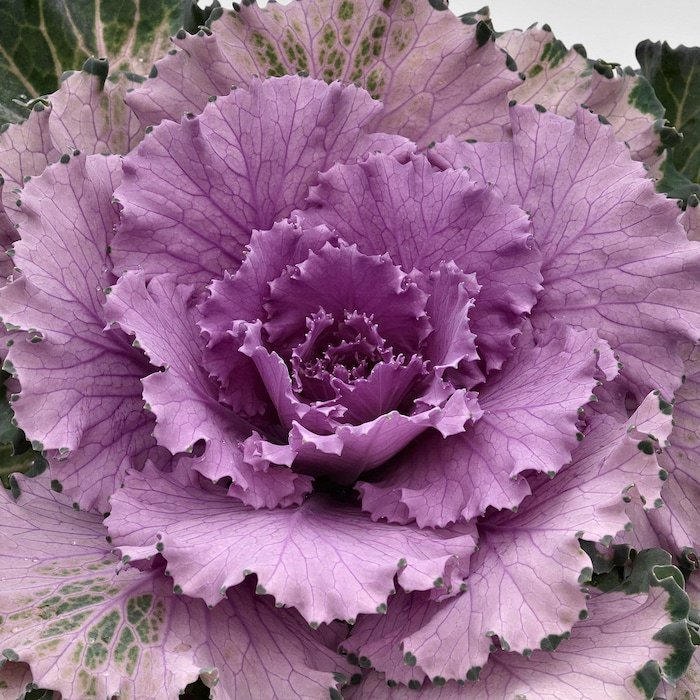 Flowering Kale Seeds Flowering Cabbage Osaka Pink 50 Seeds Flowering Cabbage Seeds