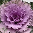 Flowering Kale Seeds Flowering Cabbage Osaka Pink 50 Seeds Flowering Cabbage Seeds