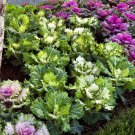 Flowering Kale Seeds Flowering Cabbage Osaka Mix 50 Seeds Flowering Cabbage Seeds
