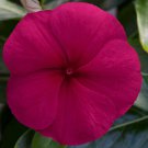 Vinca Seeds Vinca Blockbuster Burgundy 100 Seeds Variety Catharanthus Roseus