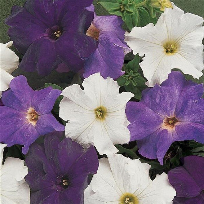 Petunia Seeds Petunia Dreams Waterfall 250 Pelleted Seeds