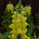Mpb#4 Snapdragon Seeds Snapdragon Candy Tops Yellow 50 Pelleted Seeds Dwarf Snapdragon