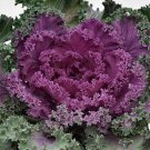 Flowering Kale Seeds Flowering Kale Nagoya Red 50 Seeds Flowering Cabbage Seeds