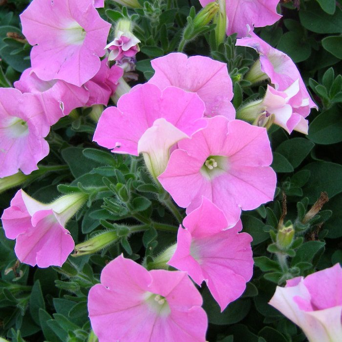 Petunia Seeds Petunia Shock Wave Pink 100 Pelleted Seeds