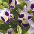 Bin#1R8D1 Torenia Seeds Torenia Little Kiss Blue & White 50 Pelleted Seeds