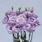 Pelleted Lisianthus Seeds Rosita Lavender 25 Pelleted Seeds