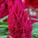 Celosia Seeds Celosia Century Rose 50 Seeds Seeds