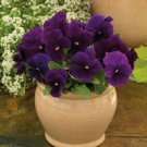 Viola Seeds Viola Colormax Clear Purple 50 Seeds Annual Seeds