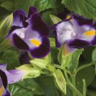 Bin#1R8D1 Torenia Seeds Torenia Little Kiss Blue 50 Pelleted Seeds