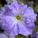 Petunia Seeds Petunia Tritunia Blue Sky 250 Pelleted Seeds