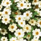 Zinnia Seeds Zinnia Profusion Double White 100 Seeds Flower Seeds