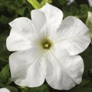 Petunia Seeds Petunia Tritunia White 250 Pelleted Seeds