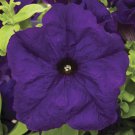 Petunia Seeds Petunia Duvet Blue 250 Pelleted Seeds