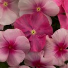 Vinca Vitalia Seeds 50 Vitalia Vinca Sweetheart Mix Seeds Vinca Seeds