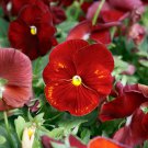 Pansy Seeds Pansy Spring Grandio Clear Scarlet 50 Seeds Spring Pansy
