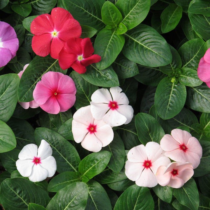 Vinca Seeds Vinca Sunstorm Formula Mix 100 Seeds Catharanthus Roseus