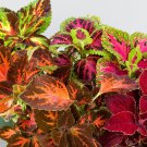 Coleus Seeds Rainbow Superfine Master Blend Mix 50 Seeds Shade Plant