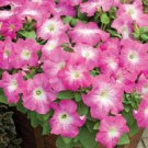 Petunia Seeds Petunia Tritunia Pink Morn 250 Pelleted Seeds