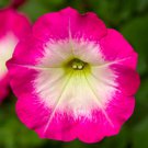 Petunia Seeds Petunia Fotofinsh Rose Morn 100 Pelleted Seeds Trailing Petunia