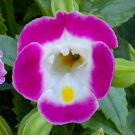 Torenia Seeds Hi Lite Light Pink 25 Pelleted Seeds