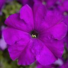 Petunia Seeds Petunia Tritunia Violet 250 Pelleted Seeds
