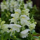 Mpb#4 Snapdragon Seeds Snapdragon Candy Tops White 50 Pelleted Seeds Dwarf Snapdragon