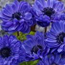 Anemone Seeds Anemone Harmony Double Blue 25 Seeds Double Flower Perennial Seeds