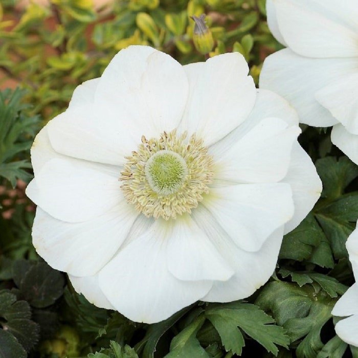 Anemone Seeds Anemone Harmony White 25 Seeds Single Flower Perennial Seeds