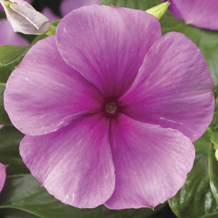 Vinca Seeds Vinca Sunstorm Deep Lilac 100 Seeds Catharanthus Roseus
