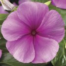 Vinca Seeds Vinca Sunstorm Deep Lilac 100 Seeds Catharanthus Roseus