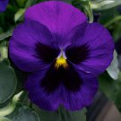 Pansy Seeds Pansy Spring Grandio Deep Blue Blotch 50 Seeds Spring Pansy