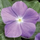 Vinca Seeds Vinca Sunstorm Light Blue 100 Seeds Catharanthus Roseus