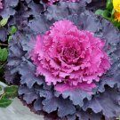 Flowering Kale Seeds Flowering Cabbage Osaka Iq Red 50 Seeds Flowering Cabbage Seeds New Variety