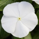 Vinca Seeds Vinca Blockbuster White 100 Seeds Variety Catharanthus Roseus