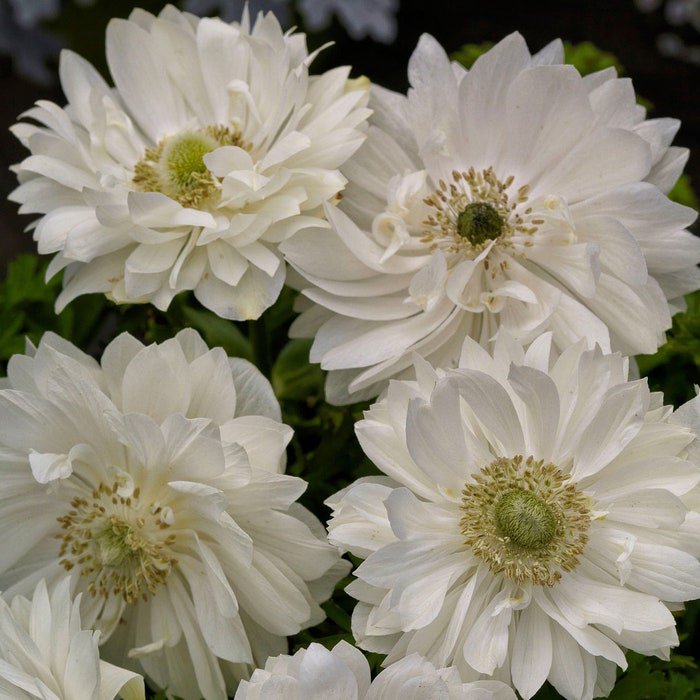 Anemone Seeds Anemone Harmony Double White 25 Seeds Double Flower Perennial Seeds