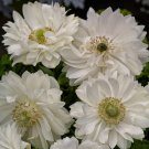 Anemone Seeds Anemone Harmony Double White 25 Seeds Double Flower Perennial Seeds