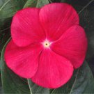 Vinca Seeds Vinca Sunstorm Red 100 Seeds Catharanthus Roseus