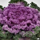 Flowering Kale Seeds Flowering Kale Nagoya Rose 50 Seeds Flowering Cabbage Seeds