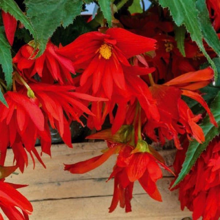Begonia Funky Red Begonia Seeds 15 Pelleted Seed
