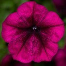 Petunia Seeds Petunia Fotofinsh Burgundy 100 Pelleted Seeds Trailing Petunia