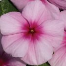 Vinca Vitalia Seeds 50 Vitalia Vinca Blush Seeds Vinca Seeds
