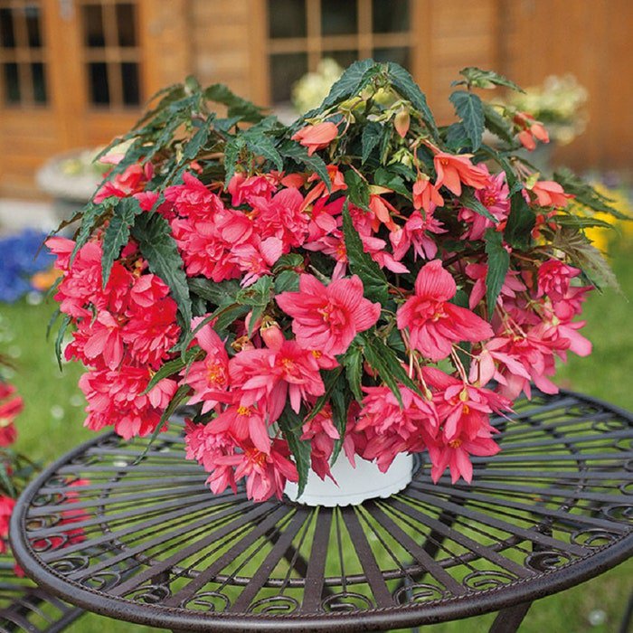 Funky Light Pink Begonia Seeds 15 Pelleted Seed