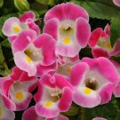 Torenia Seeds Kauai Rose 15 Pelleted Seeds